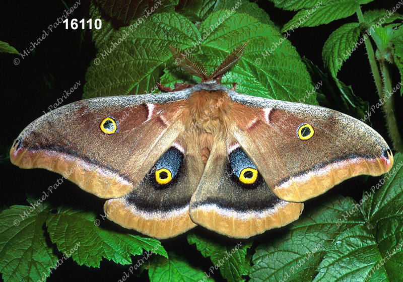 Polyphemus Moth (Antheraea polyphemus)